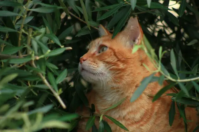 orange tabby cat on green leaves
